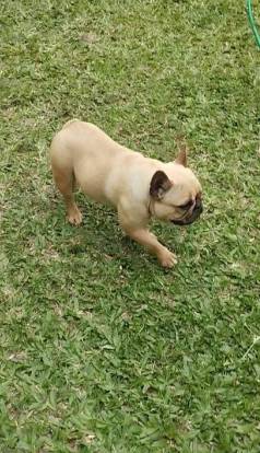 Bulldogs Francs Fmea Adulta