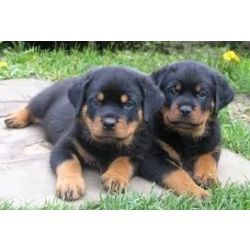 Muito meigos cachorros Rottweiler