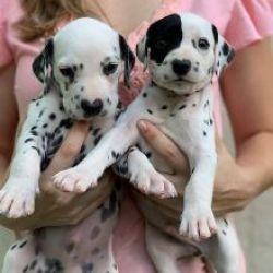 Excelente ninhada de cachorros Dlmata
