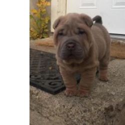 Ninhada de Shar-Pei cachorros