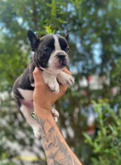 Bulldog Francs Filhotes, Conhea Todas Garantias E Suportes