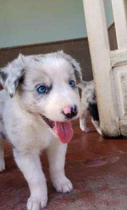 Filhote Border Collie - Olhos Azuis Azuis