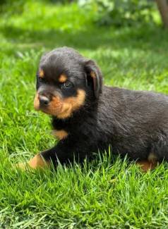 Rottweiller Cabea De Touro Porte Alemao