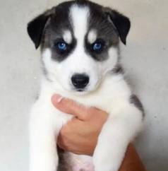 Filhotes De Husky Siberiano: Beleza Extica E Esprito Livre!