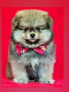 Spitz Alemo Macho Ano