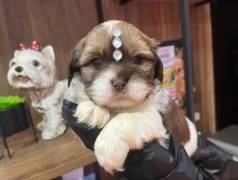 Lhasa-apso: Pequenos, Cheios De Carinho E Alegria!