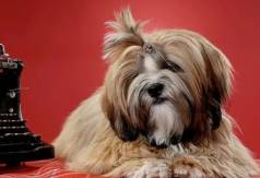 Lhasa-apso: A Doura De Um Pequeno Companheiro