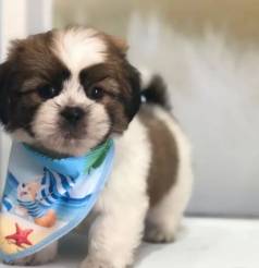Lhasa-apso: Seu Novo Amigo!