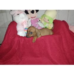 FILHOTES DE DASCHUND MACHOS DOURADOS