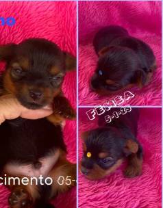 Yorkshire Terrier Fmea