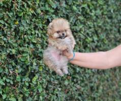 Spitz Alemo Anao Macho E Fmea Parcelamos At 12 Vezes Sem Juros