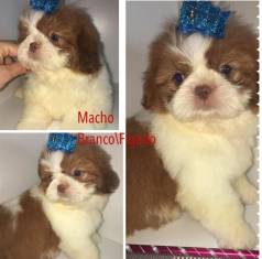Filhote Shih Tzu Macho