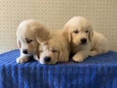 Golden Retriever: Confira!