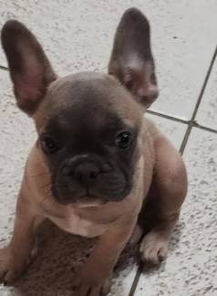Buldog Francs Femea