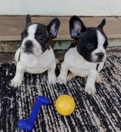 Bulldog Francs : Vacinados E Disponvel
