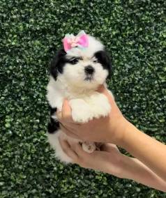 Shih Tzu Fmea - O nico Amor Que E Recproco