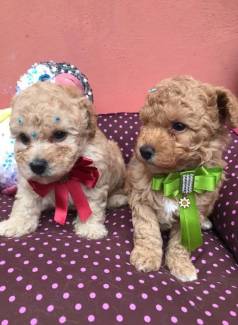 Machos Poodle Toy