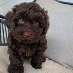 Poodle Na Cor Choco Raro