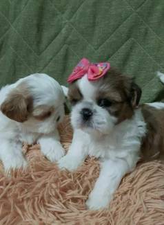 Perfeitos Filhotes De Shih Tzu