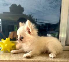 Chihuahua Fmea - Linda E Carinhosa