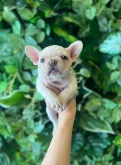 Bulldog Francs Blue/branco A Pronta Entrega