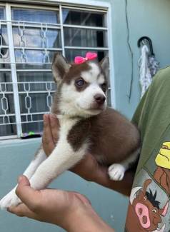 Filhote Husky Siberiano