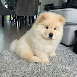 Cachorros Chow Chow disponivel