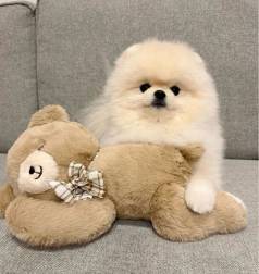 Cachorro Lulu Da Pomernia Fofo Procurando Um Novo Lar