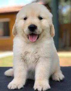 Venha Descobrir O Que  Ter Um Amigo Todas As Horas. Filhotes De Golden Retriever!