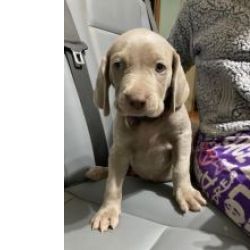 Cachorros Weimaraner disponivel