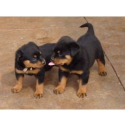 Machos e fmeas cachorros Rottweiler disponveis