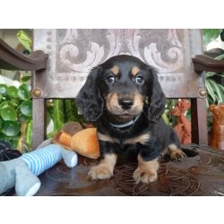 DACHSHUND TECKEL PELO LONGO MINIATURA excelente pedigree