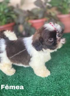 Shihtzu Machos E Fmeas
