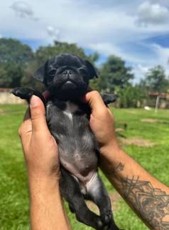 Filhote De Pug Fmea