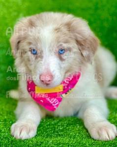Border Collie Filhotes, Padro Da Raa Pura Com Pedigree