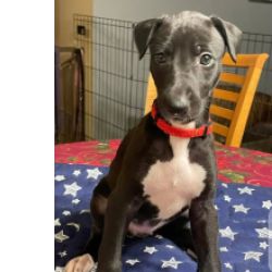 Lindos cachorrinhos Galgo Italiano