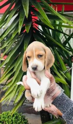Filhotinhos De Beagle Disponiveis A Pronta Entrega