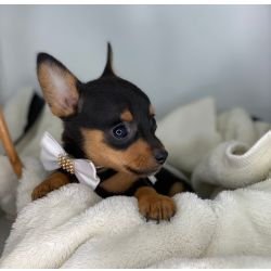 Pinscher Zero Lindissimos
