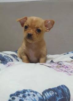 Filhotes De Chihuahua Minsculos Em Diversas Cores: Branco, Tricolor, Bicolor