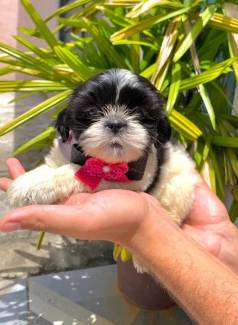 Shih Tzu - Fmea