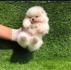 Lulu Da Pomernia Miniatura
