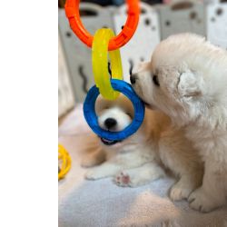 Machos e f�meas cachorros Samoiedo dispon�veis