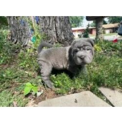 Lindos cachorrinhos Shar-Pei