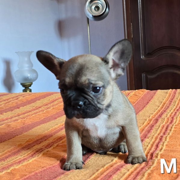 Bulldog francês