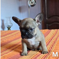 Bulldog franc�s  