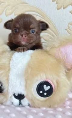 Chihuahua Fmea Na Cor Creme A Venda!