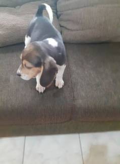 Filhotes De Beagle