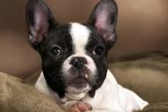 Filhote Bull Dog Francs Parcelamos Em At 12x Sem Juros?