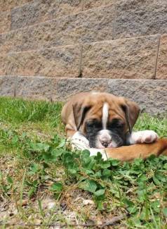 Boxer Lindos Filhotes, Ces Com Primeira Vacina V8