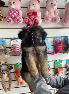 Linda Fmea De Pastor Alemo Capa Preta Pelo Longo tima Linhagem $1.900,00